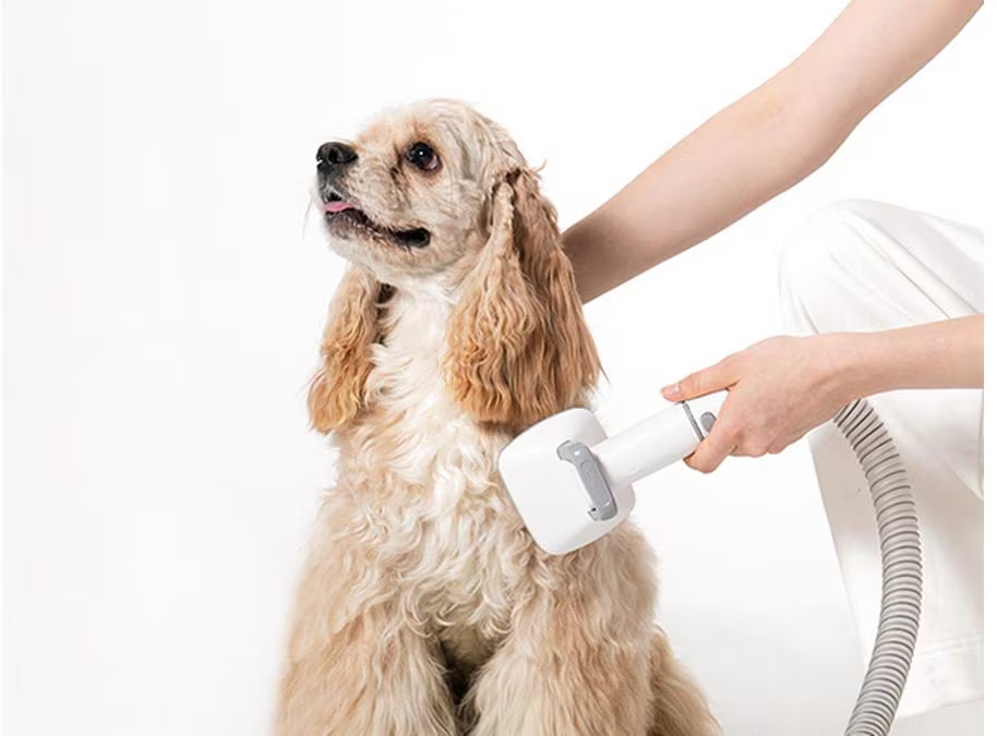 Un Cocker Spaniel beige est toiletté avec un appareil blanc. Une personne en vêtements blancs tient l'appareil.