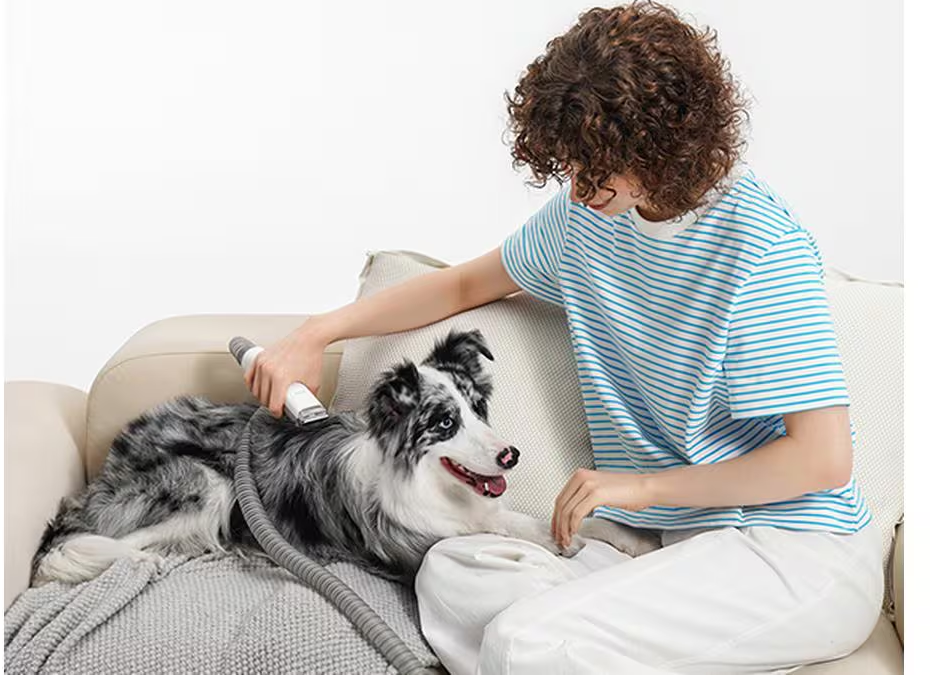 Une personne toilette un chien sur un canapé. Le chien est noir, blanc et gris. La personne porte une chemise à rayures bleues et blanches.