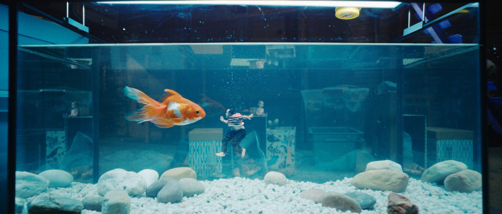 Ein Goldfisch schwimmt in einem Tank mit einer Person unter Wasser, die ein gestreiftes Hemd trägt. Kieselsteine und Felsen befinden sich am Boden des Tanks.