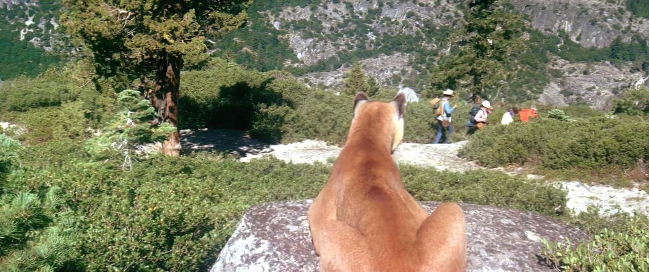 Ein Berglöwe sitzt auf einem Felsen und beobachtet Wanderer auf einem Pfad. Grüne Büsche und Bäume umgeben sie. Ein Berg ist im Hintergrund.