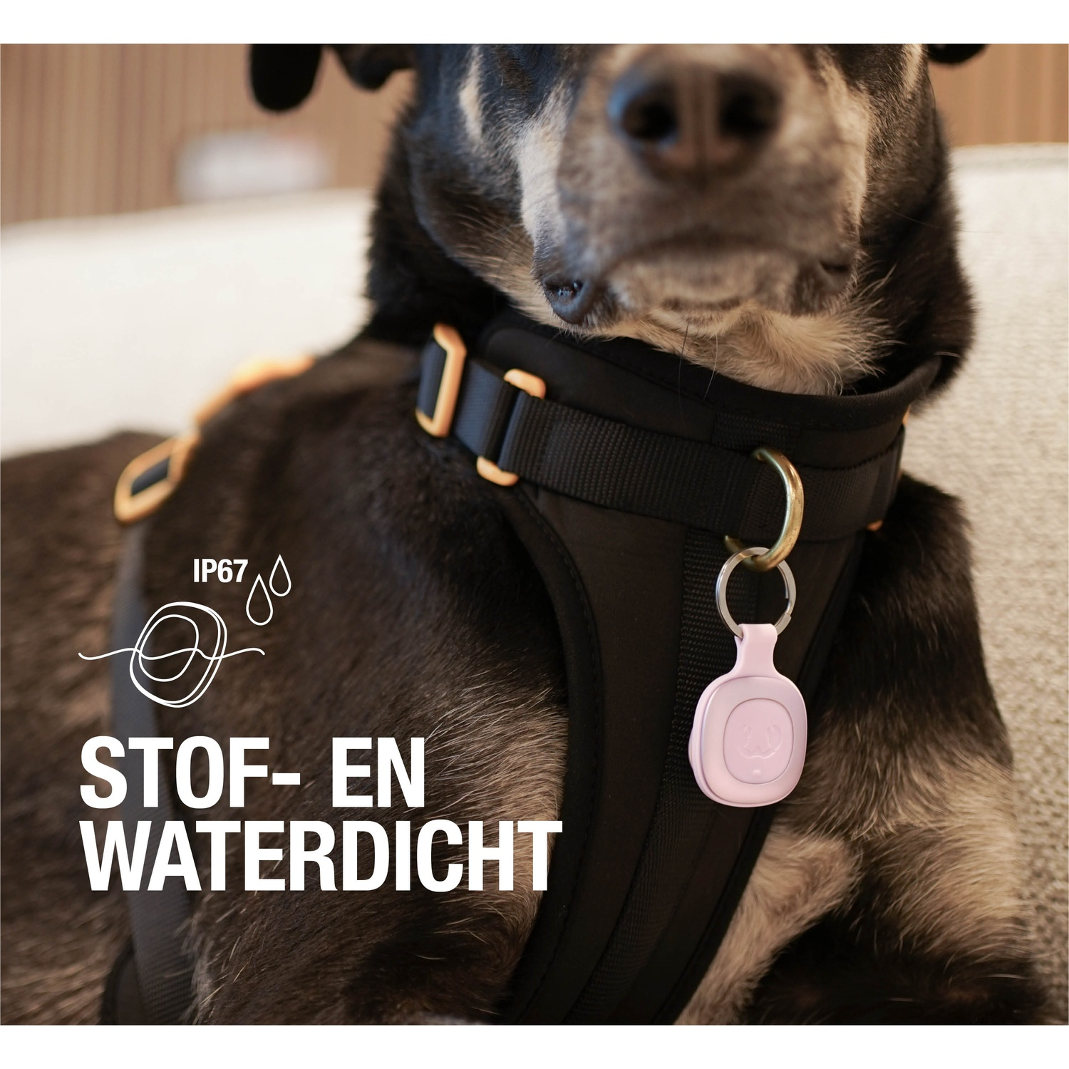 Un chien noir portant un harnais noir avec une étiquette rose. Texte : 'STOF- EN WATERDICHT' et 'IP67'.