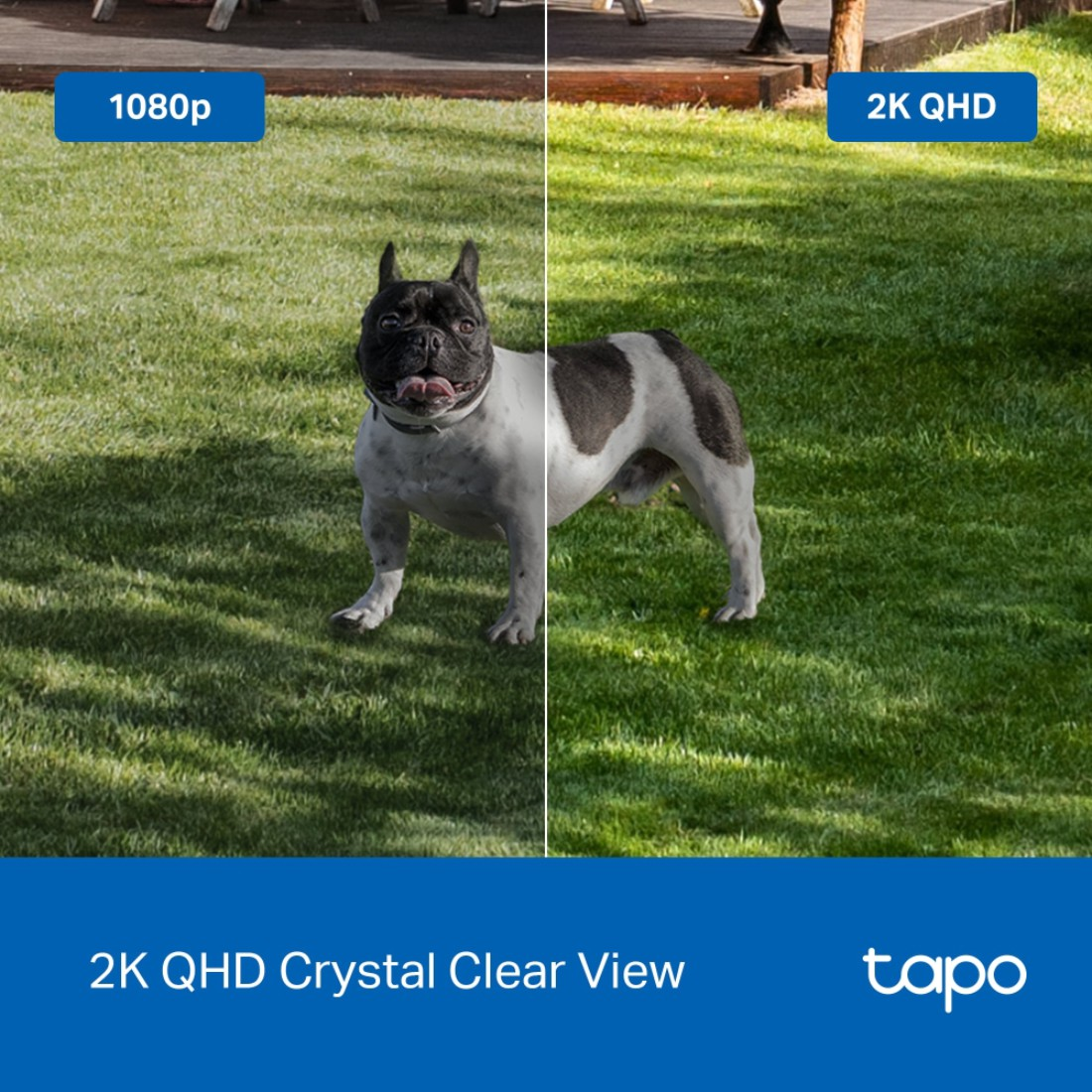 Ein schwarz-weißer Französisch-Bulldogge steht auf grünem Gras. Der Hund schaut in die Kamera. Der Hintergrund ist eine Holzterrasse und ein Baum.