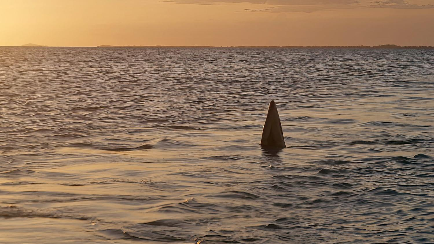 Eine Haifischflosse schneidet das Wasser bei Sonnenuntergang. Das Meer ist ruhig und reflektiert das goldene Licht. Land sichtbar.