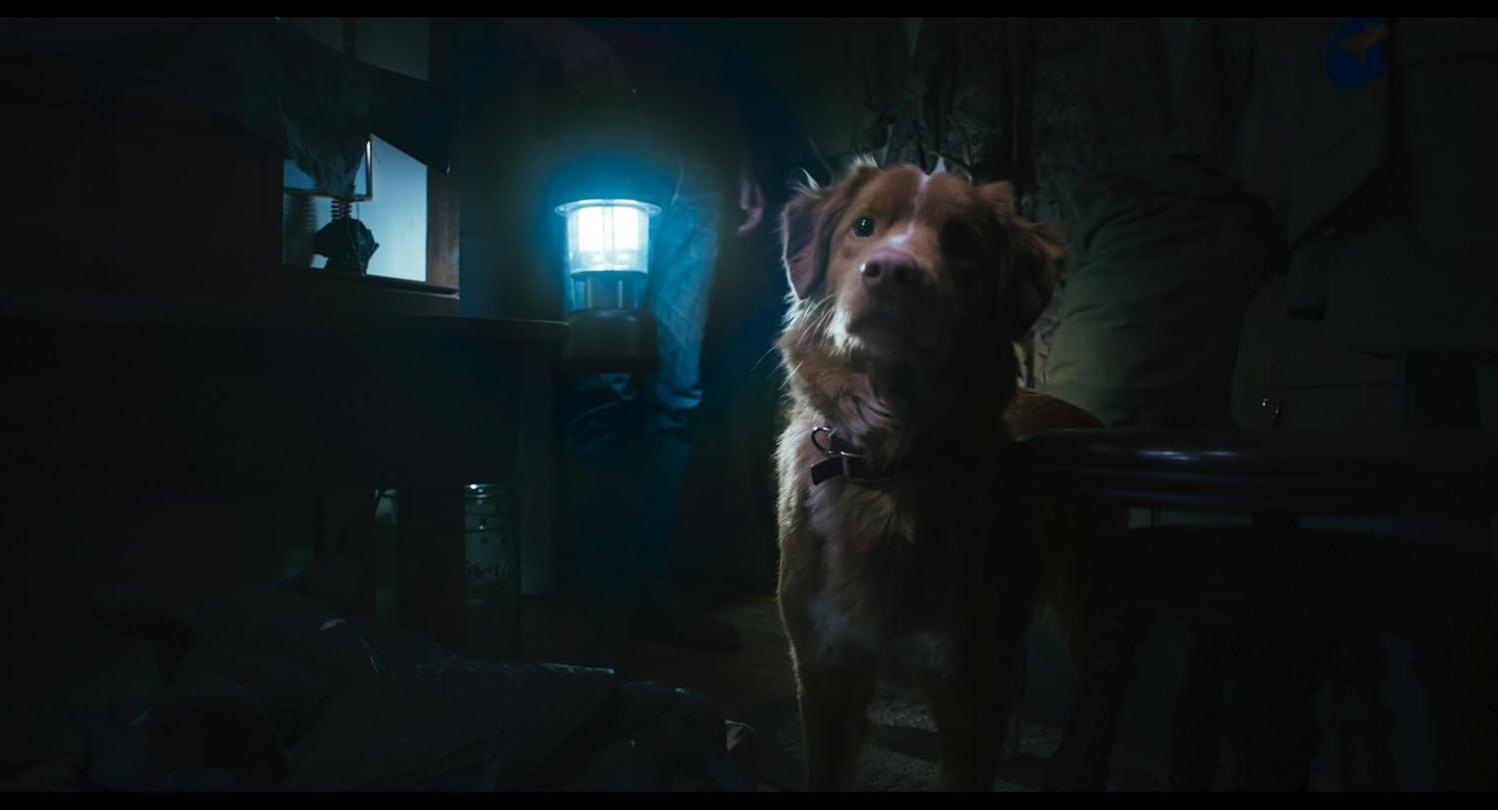 Ein brauner Hund blickt nach oben. Eine helle Laterne beleuchtet die Szene. Eine Person steht hinter dem Hund. Dunkler Raum, möglicherweise eine Hütte.
