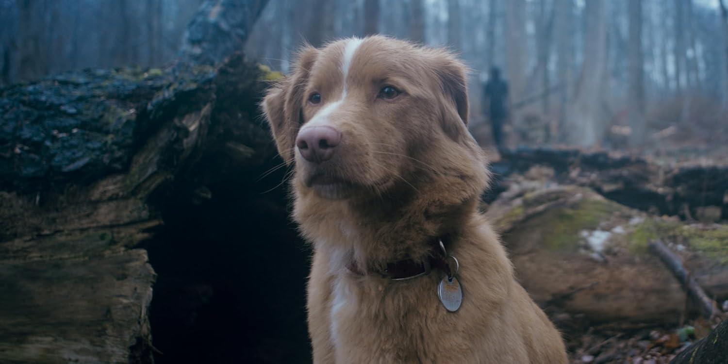Ein brauner Hund mit weißem Streifen auf dem Kopf sitzt in einem Wald. Eine Person ist im Hintergrund verschwommen. Ein Baumstamm ist vorne.