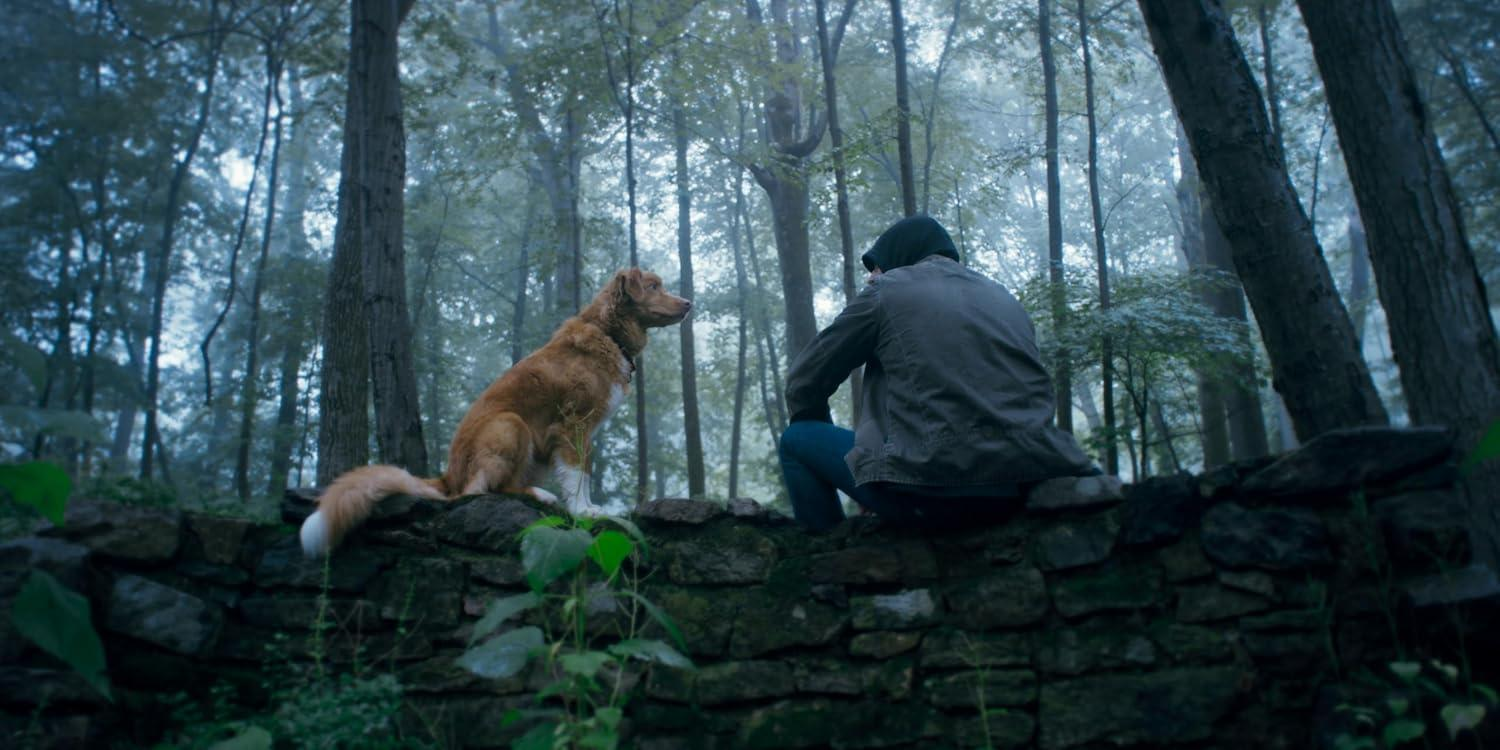 Eine Person und ein Hund sitzen auf einer Steinmauer in einem Wald. Der Hund ist golden und die Person trägt eine Jacke.