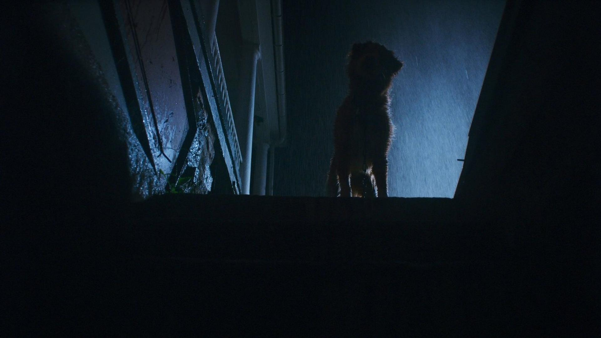 Ein Hund steht im Regen auf Stufen, vor dunklem Hintergrund. Starker Regen. Treppe und Haus sichtbar.