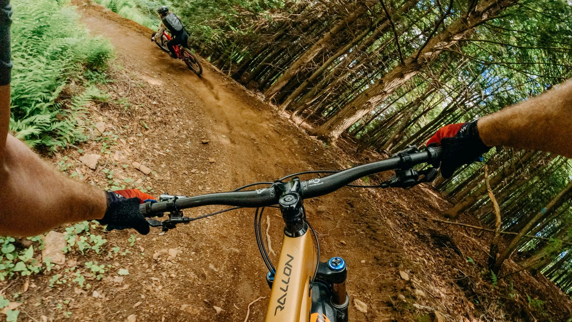 Eine Person fährt mit dem Mountainbike einen Feldweg im Wald hinunter. Der Lenker und die Arme sind im Vordergrund.