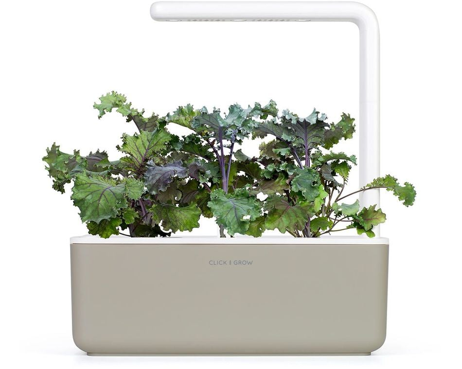 Egy kis beltéri kert zöld és lila levelekkel. Fölötte egy lámpa, alatta pedig egy bézs tartály található, melyen a 'CLICK & GROW' felirat olvasható.