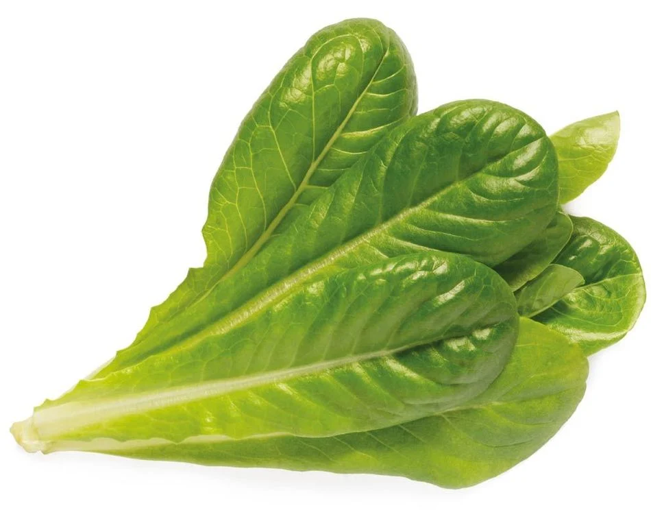 Közelkép friss zöld római saláta levelekről fehér háttérrel. A levelek fényesek és élénkek.