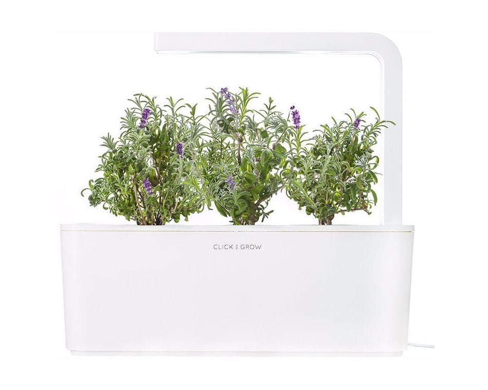 Egy fehér beltéri kert zöld növényekkel és lila virágokkal. Van rajta egy növénylámpa. A tartályon a 'CLICK & GROW' felirat látható.