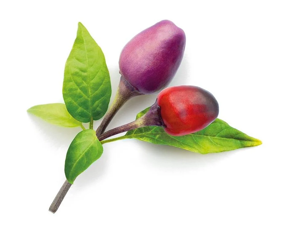 Két chili paprika, egy lila, egy piros, egy száron zöld levelekkel, fehér háttér előtt.