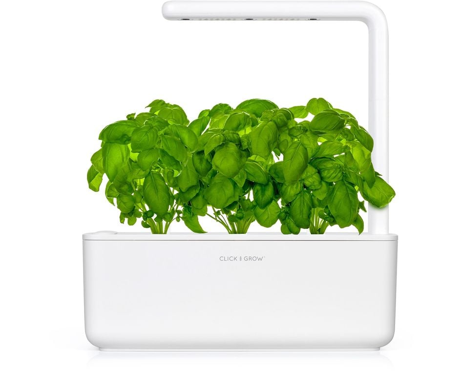 Egy fehér beltéri kert zöld bazsalikom növényekkel. A növények felett egy fehér LED-lámpa található. A 'CLICK & GROW' szavak láthatók.