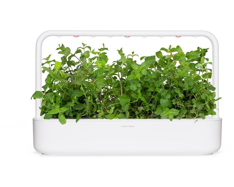 Fehér beltéri kert zöld növényekkel. Felül lámpák. A "CLICK & GROW" felirat látható elöl.