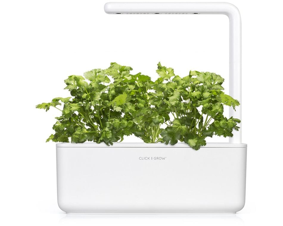 Egy fehér beltéri kert zöld növényekkel. A "CLICK & GROW" felirat látható. A növények felett fehér fény van.