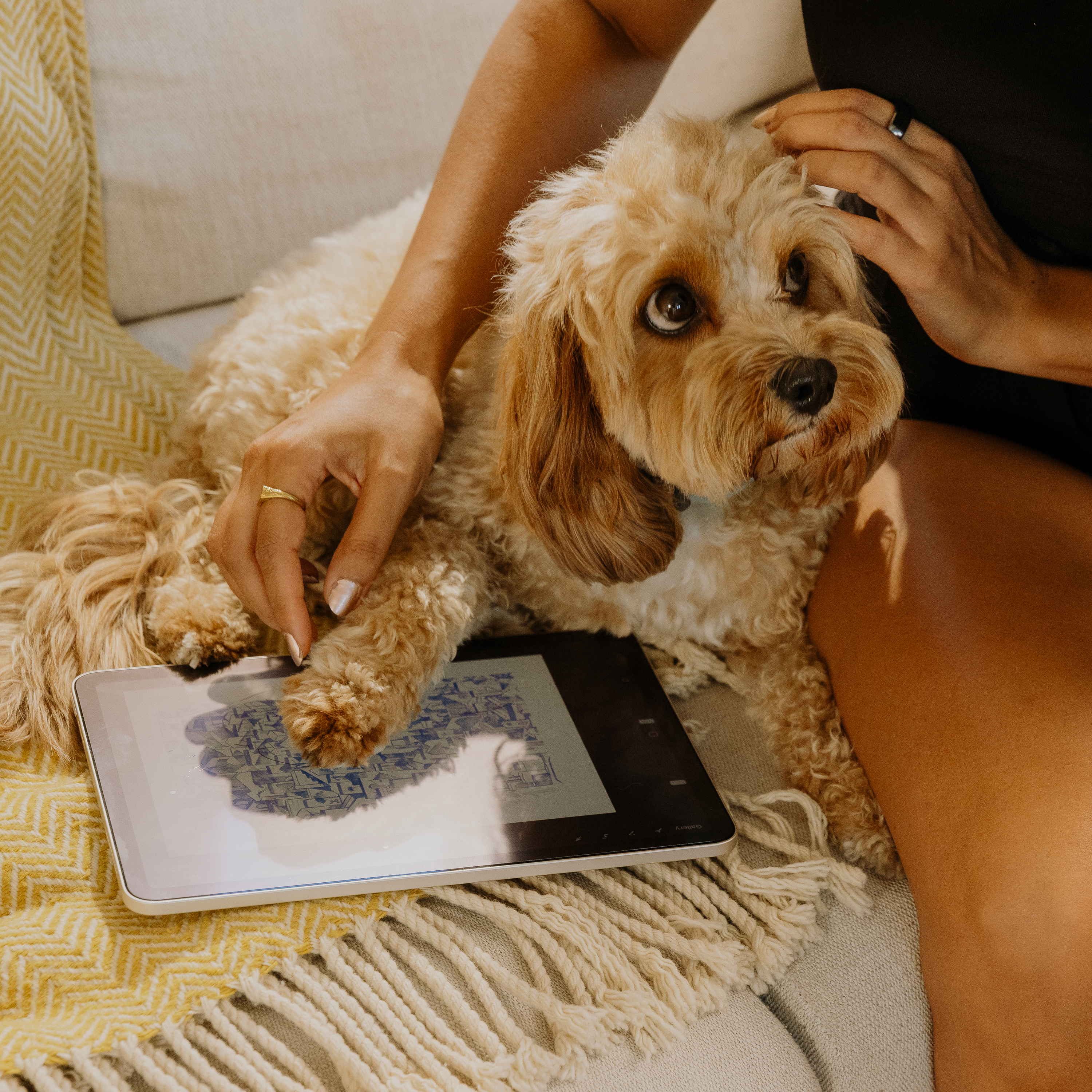 Eine Person streichelt einen kleinen, braunen Hund. Der Hund liegt auf einem Tablet. Eine gelbe Decke liegt unter dem Hund.