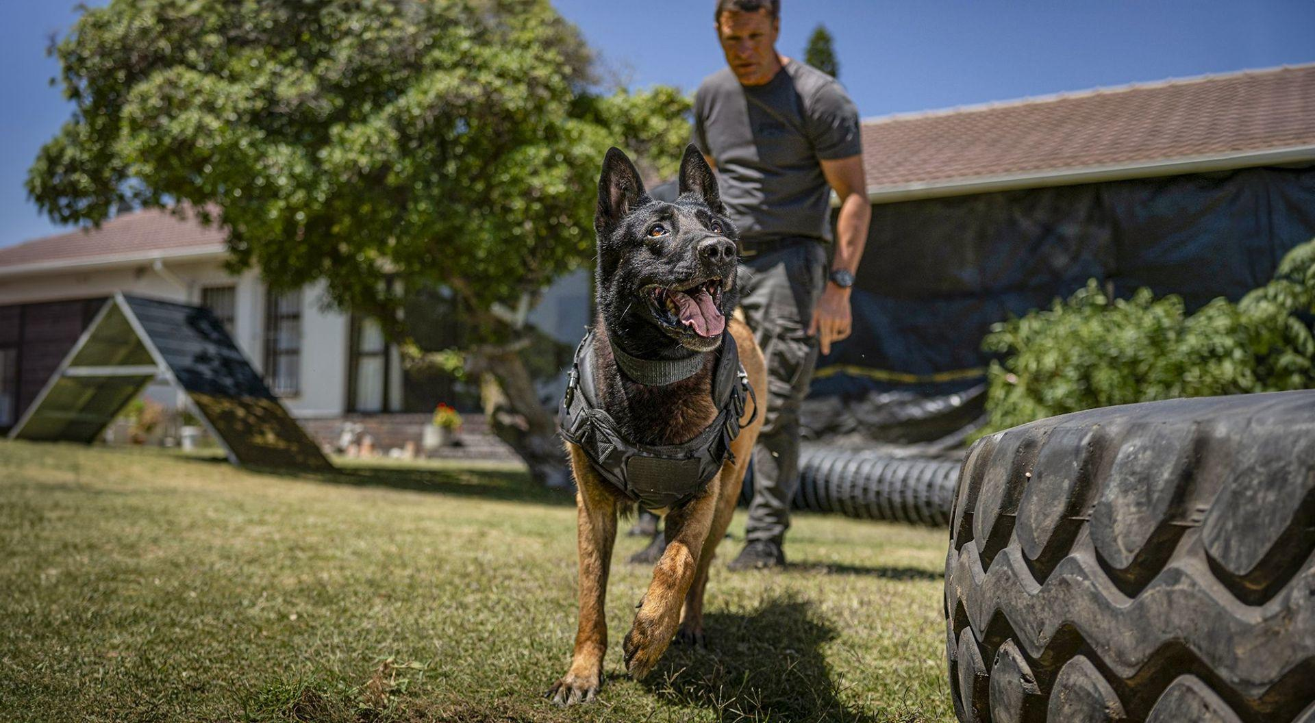 Ein Arbeitshund mit einem Hundeführer. Der Hund rennt mit herausgestreckter Zunge auf die Kamera zu. Ein Reifen ist im Vordergrund.