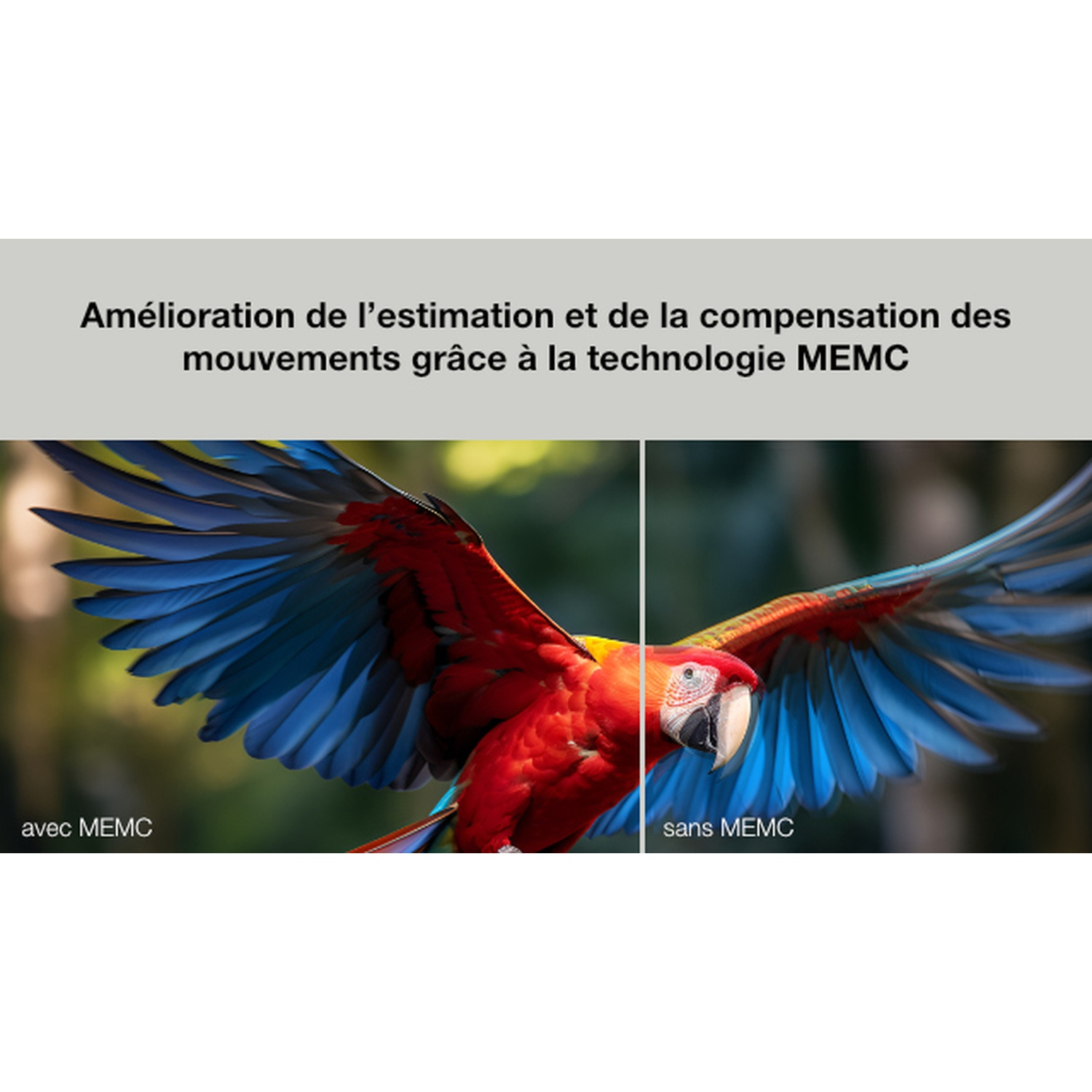 A split image shows a parrot with blue and red wings. Text reads 'avec MEMC' and 'sans MEMC', comparing image technologies.