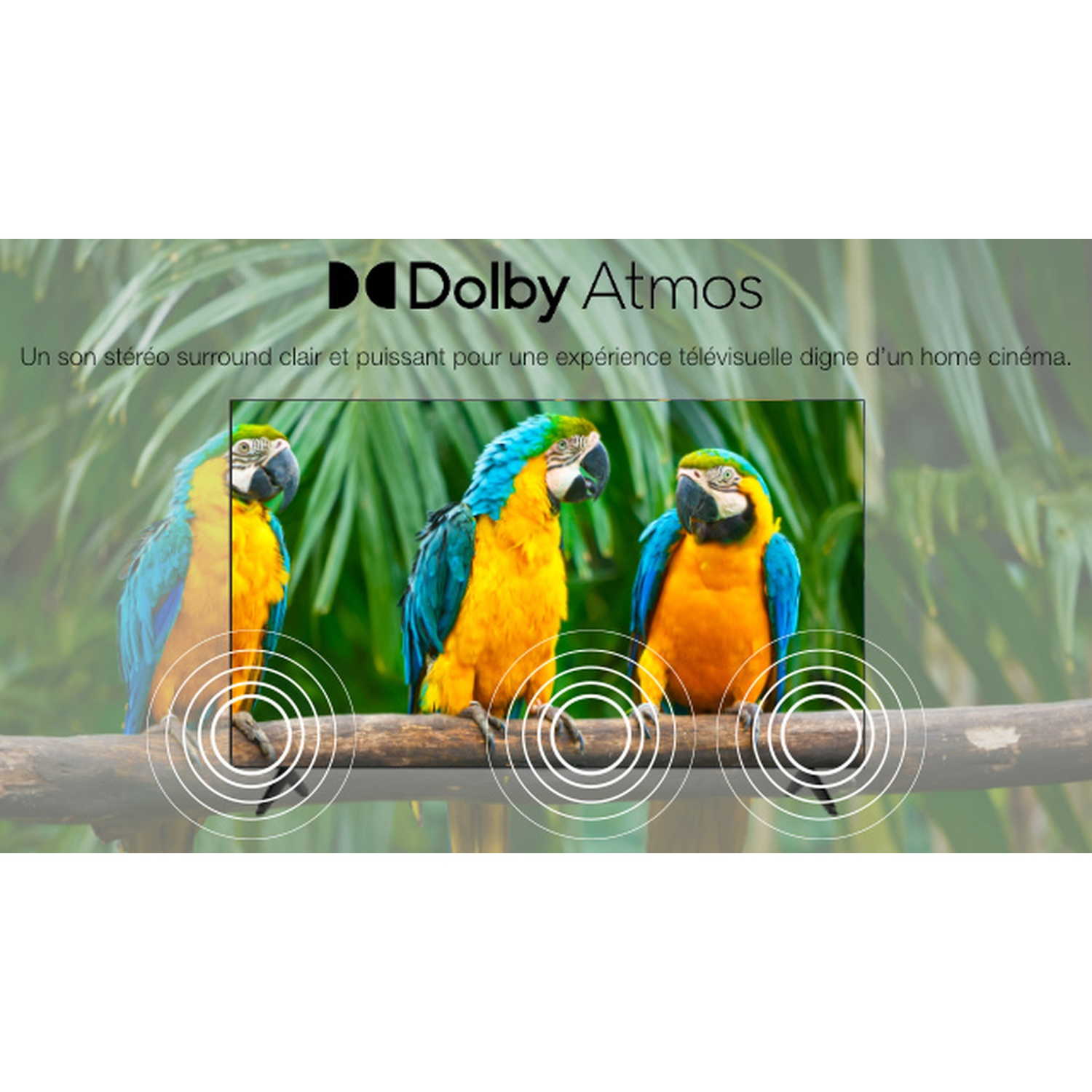 Three colorful macaws perched on a branch. Dolby Atmos logo above with text about clear surround sound for home cinema.