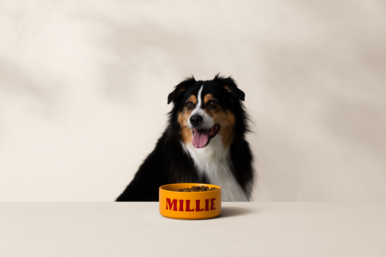 Ein Hund mit schwarzem, weißem und braunem Fell sitzt hinter einer gelben Schüssel mit der Aufschrift "Millie". Die Zunge des Hundes ist draußen.