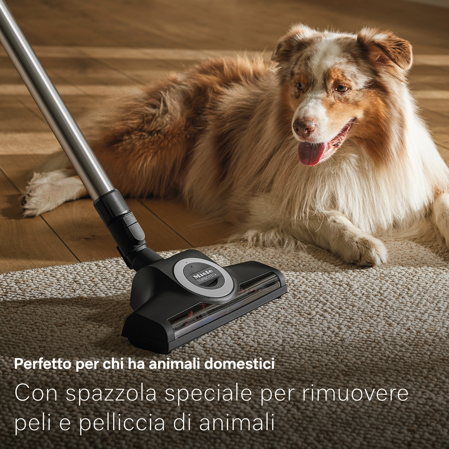 Un cane giace su un tappeto accanto a un aspirapolvere. Il cane ha il pelo marrone e bianco. L'aspirapolvere è nero.