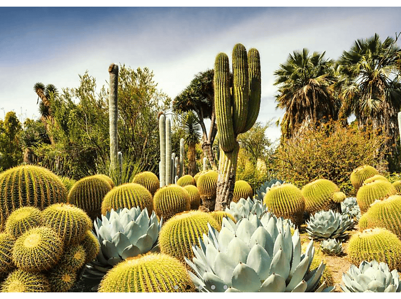 Ravensburger The Huntington Desert Garden, Kalifornie, 1000 Teile (Ab 14 Jahren) Puzzle