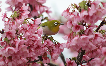 Ein kleiner Vogel mit weißen Augenringen sitzt auf einem Ast mit rosa Kirschblüten.
