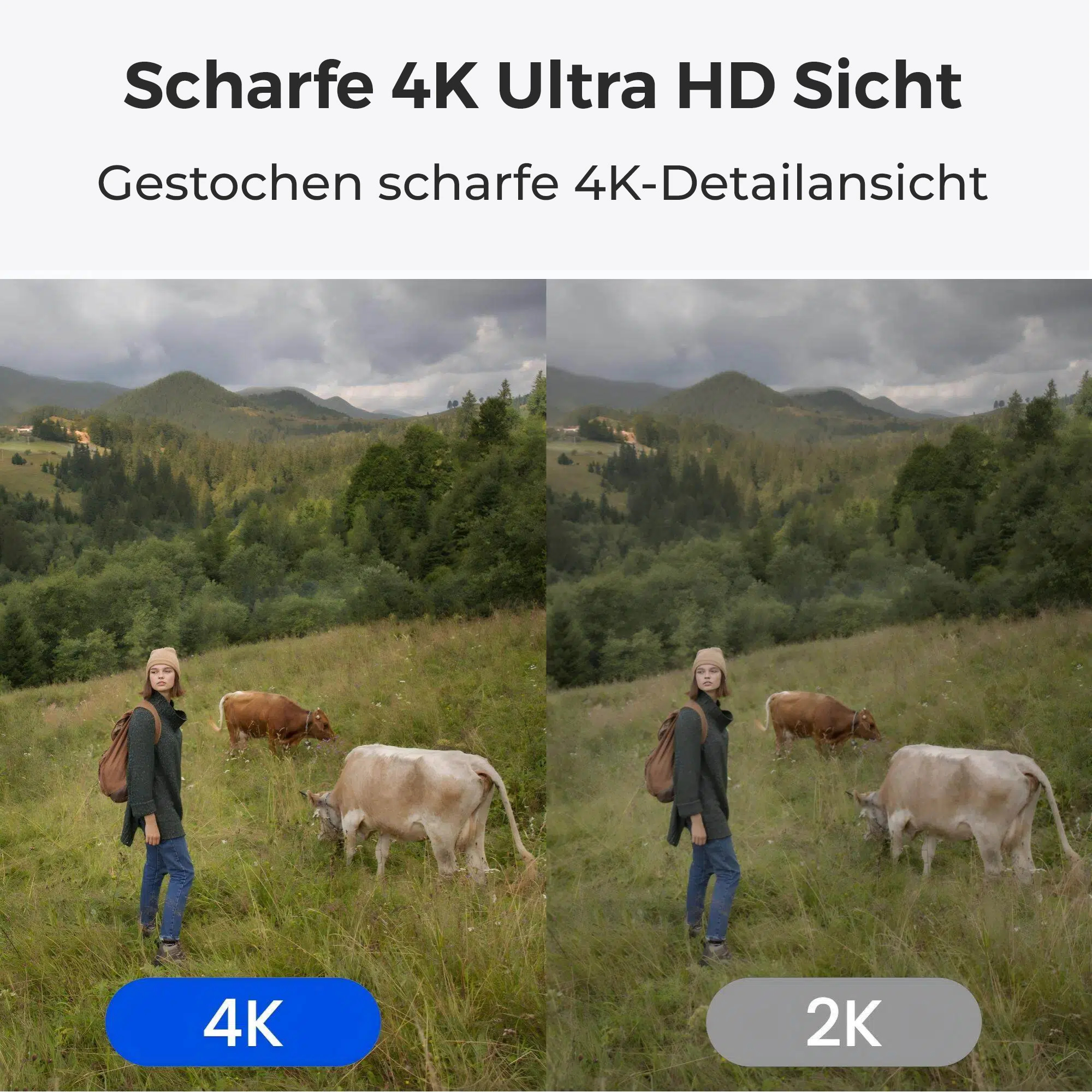 Eine Frau steht auf einer Wiese mit Kühen, Berge im Hintergrund. Zeigt einen 4K- und 2K-Bildqualitätsvergleich.