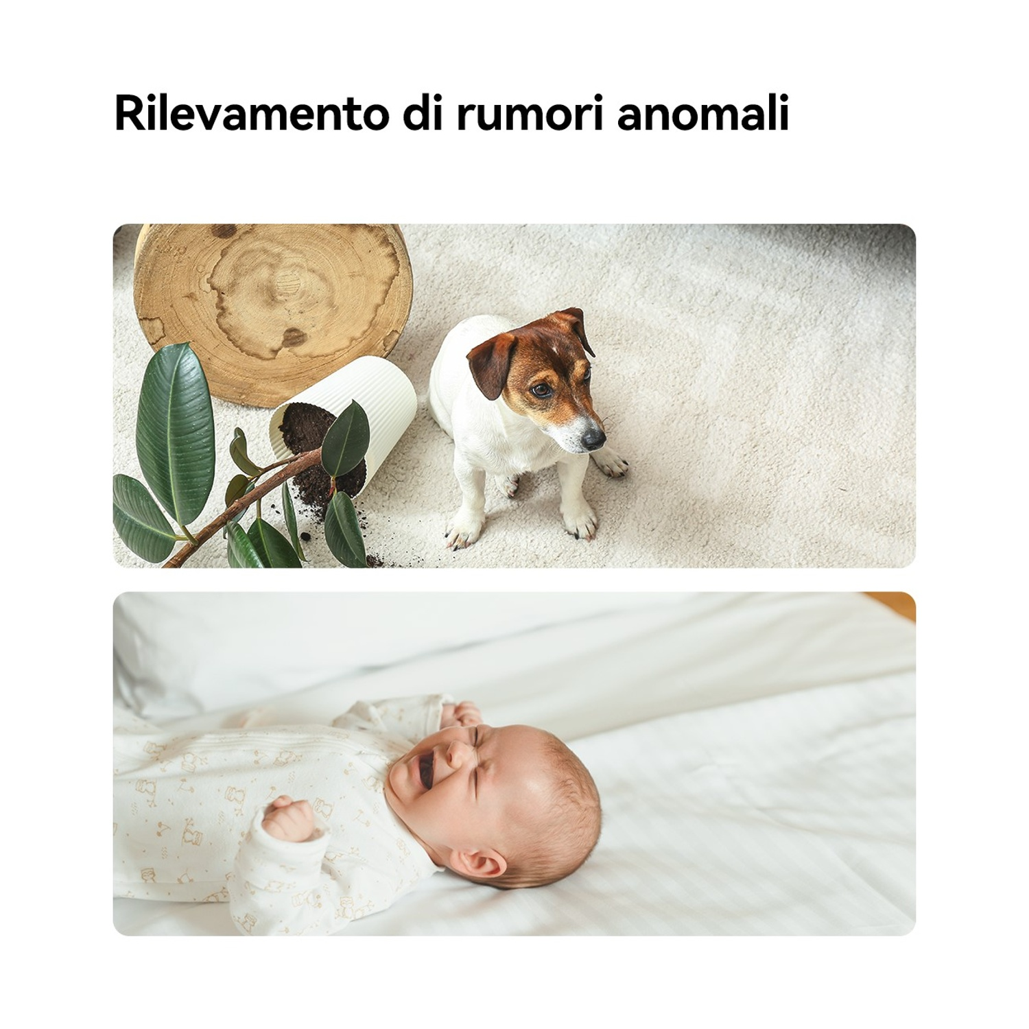 Sopra: Cane con pelo marrone e bianco, vaso rovesciato, piante sul tappeto. Sotto: Bambino che piange in tutina bianca sul letto.