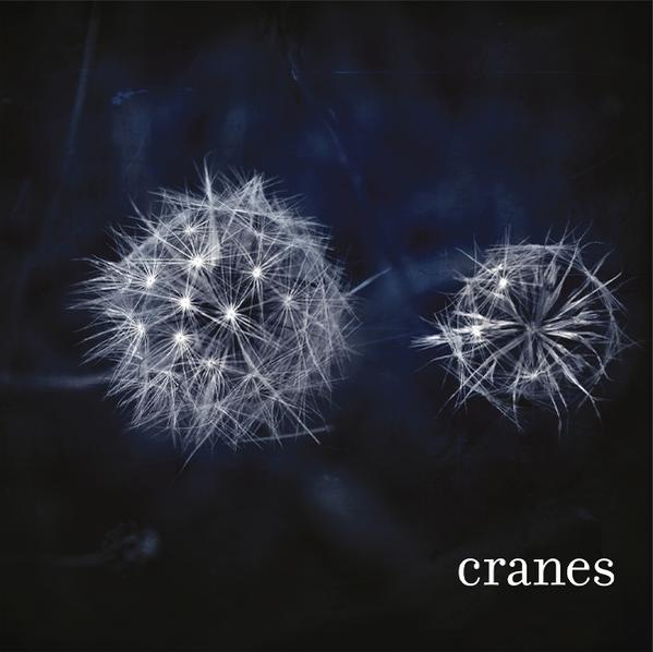 Zwei weiße Pusteblumenköpfe vor dunklem blauem Hintergrund. Text 'cranes' in der unteren rechten Ecke.
