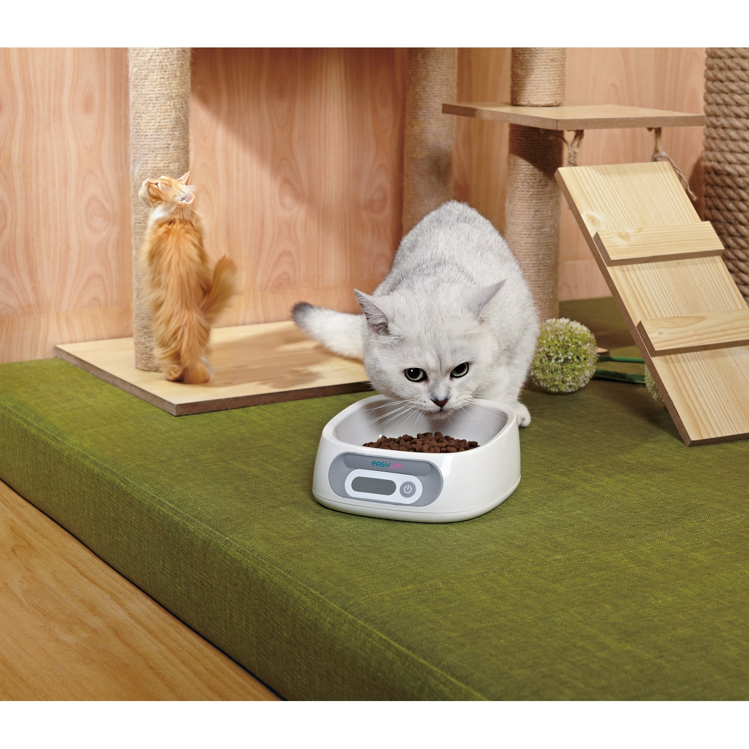 A silver cat eats from a white bowl. An orange cat stands on its hind legs near a scratching post. Green mat.