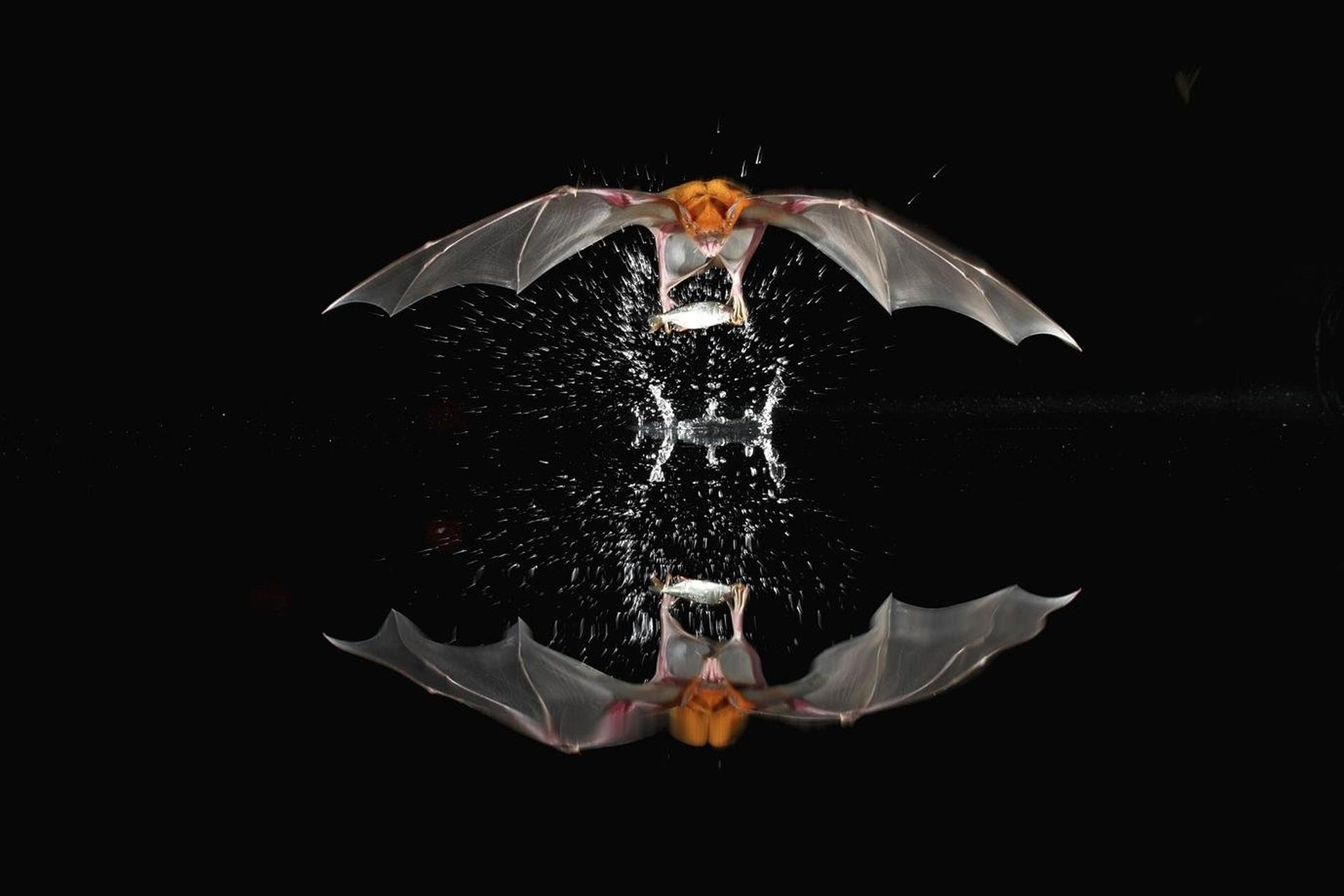 Eine Fledermaus mit ausgebreiteten Flügeln fängt einen Fisch und erzeugt einen Wasserspritzer. Die Spiegelung spiegelt die Szene vor schwarzem Hintergrund wider.