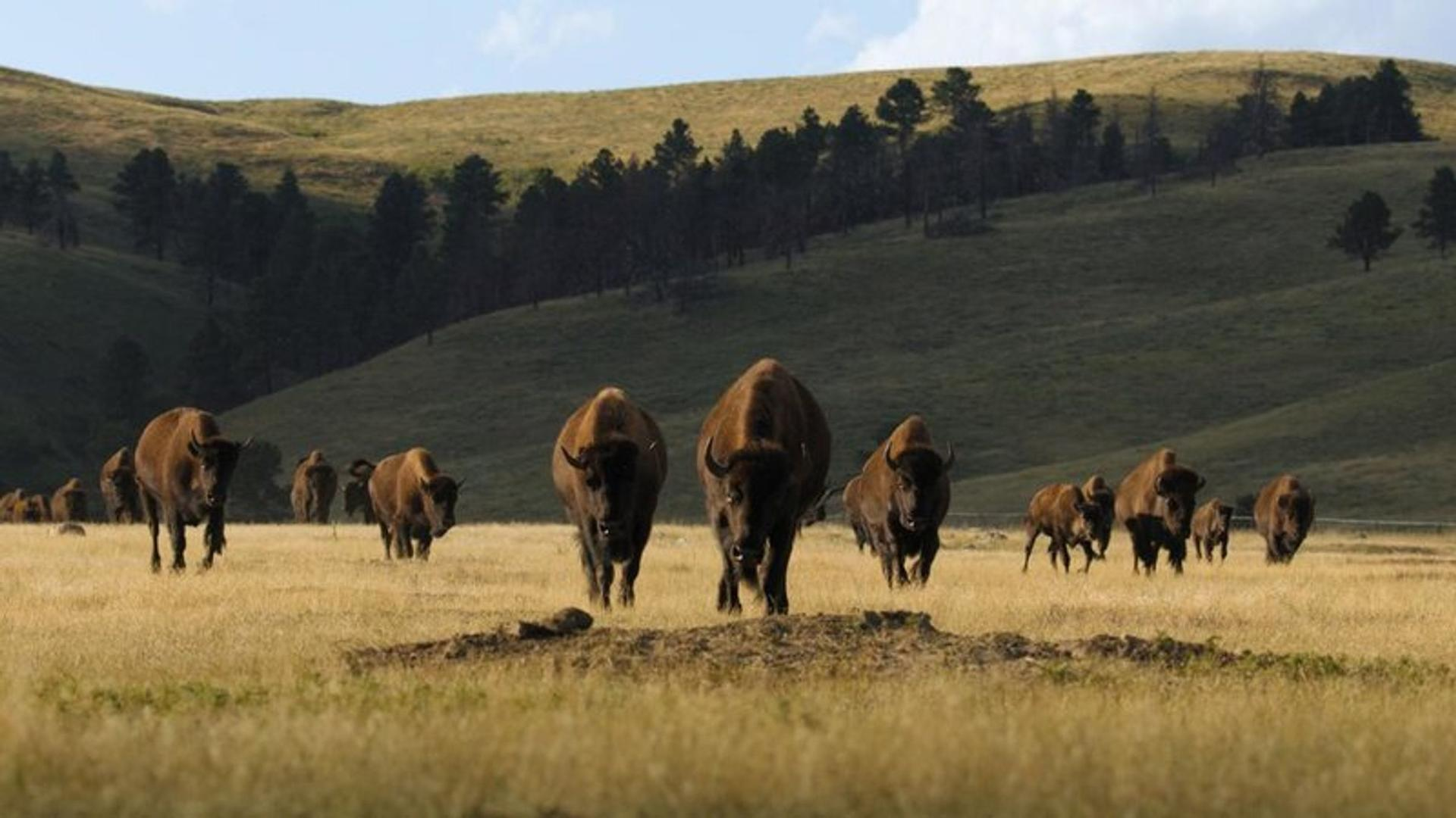 Eine Herde Bisons geht über ein grasbewachsenes Feld. Im Hintergrund sind Hügel und Bäume zu sehen. Die Bisons sind braun.