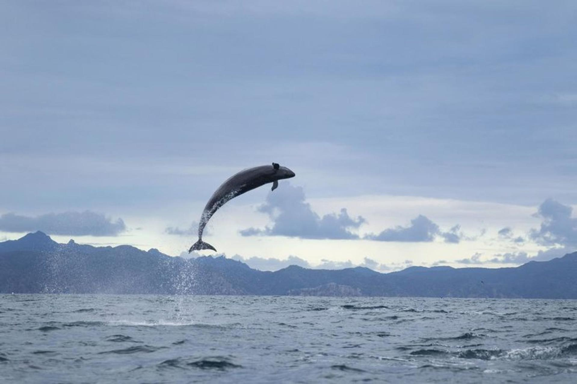 Ein Delfin springt aus dem Ozean, Wasser spritzt. Berge und ein bewölkter Himmel bilden den Hintergrund. Der Delfin ist dunkelgrau.