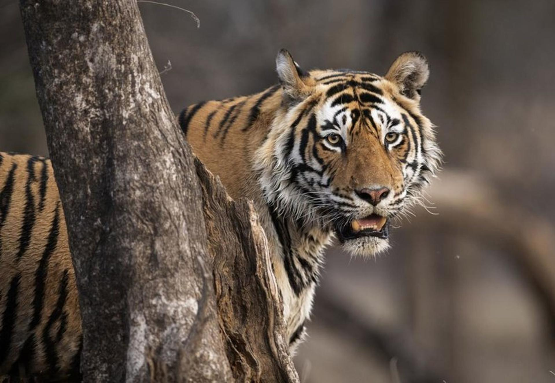 Ein Tiger mit orangefarbenen und schwarzen Streifen blickt hinter einem Baum hervor. Seine Augen sind offen und sein Maul ist leicht geöffnet.