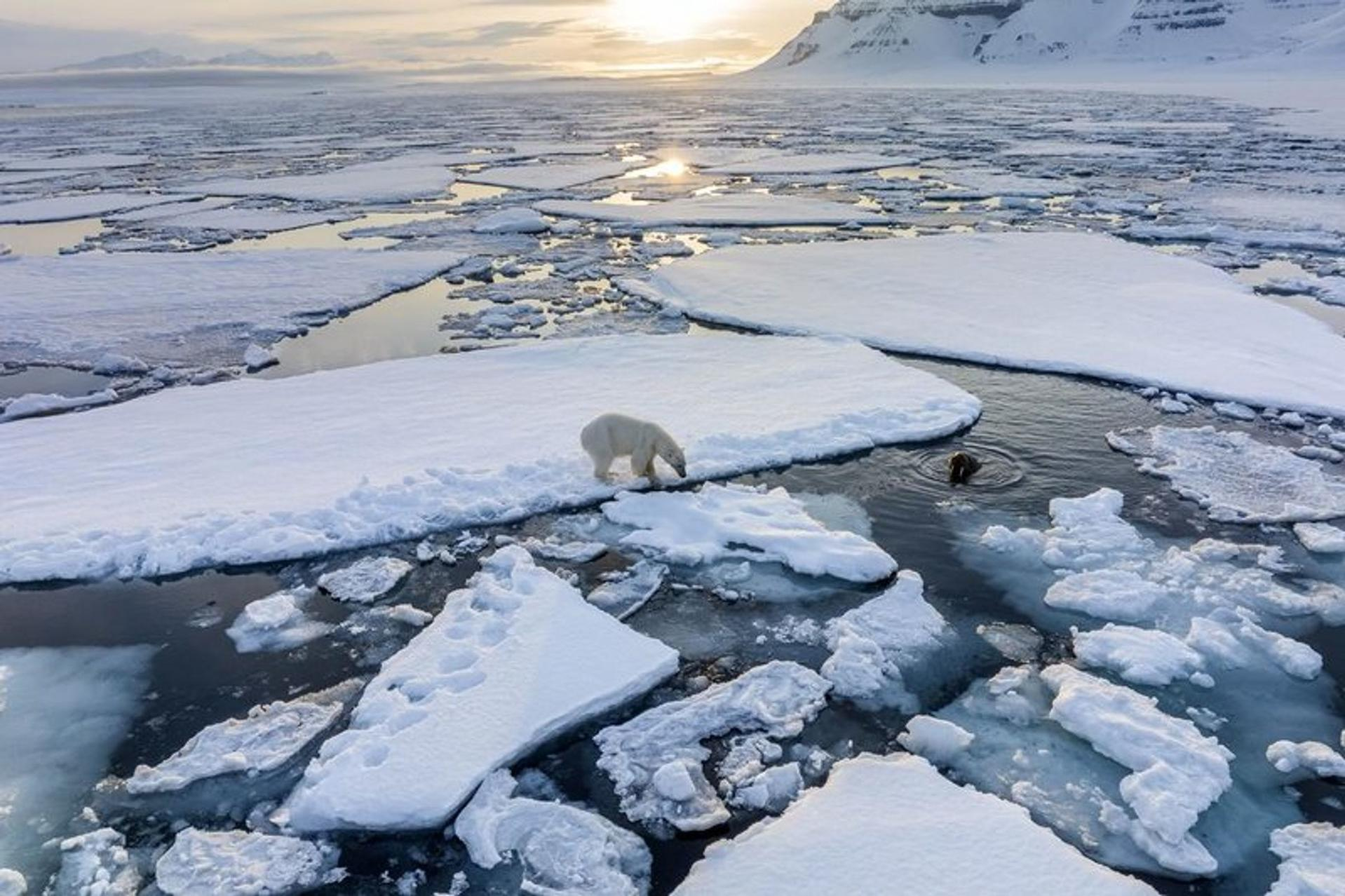 Eisbär auf Eisscholle, anderer Bär im Wasser. Schneelandschaft, Eis und Berg im Hintergrund. Ruhiges Meer unter bewölktem Himmel.