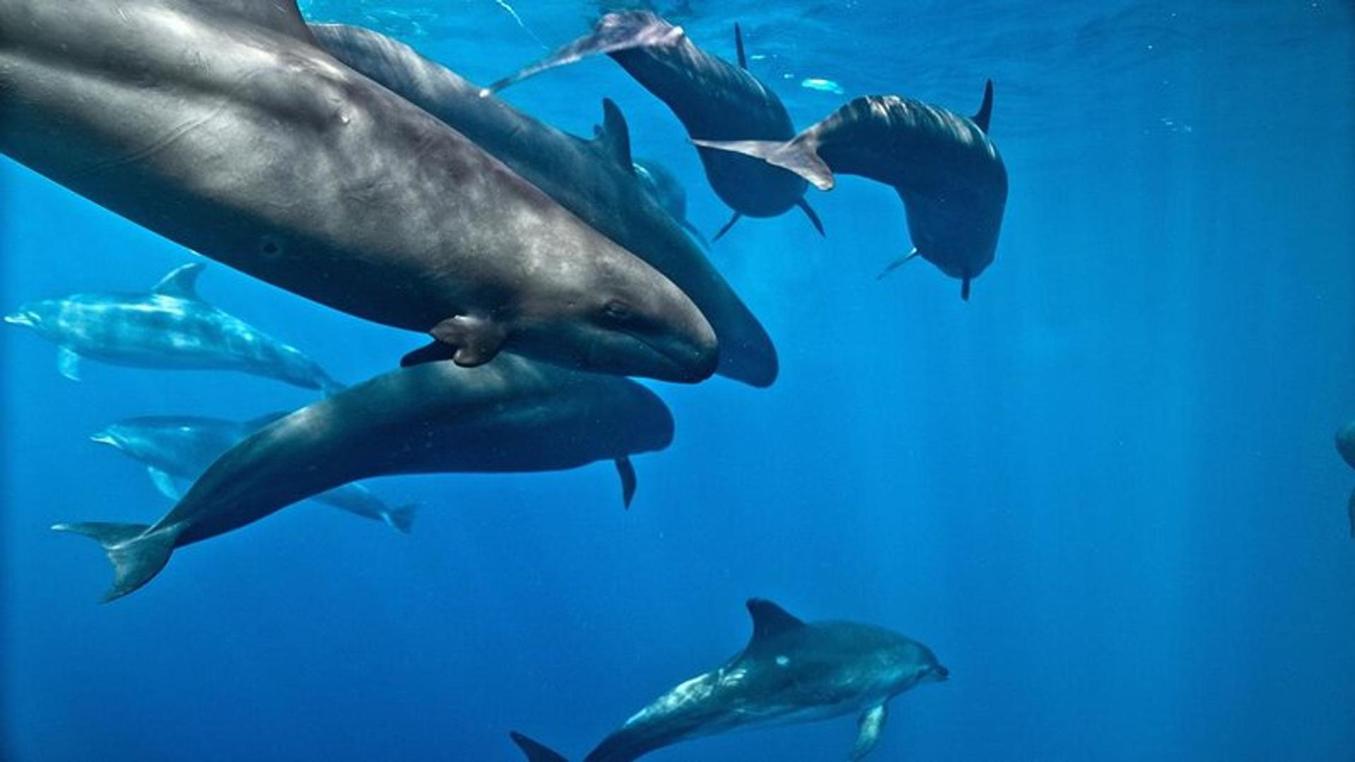 Mehrere Delfine schwimmen unter Wasser im blauen Ozean. Einige sind nah, andere weiter entfernt.