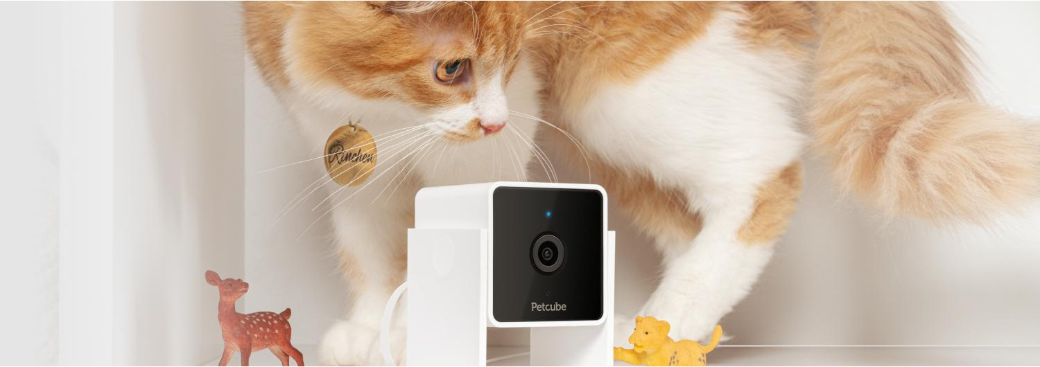 Un gatto con una telecamera Petcube. Il gatto è arancione e bianco. Ci sono animali giocattolo in primo piano.