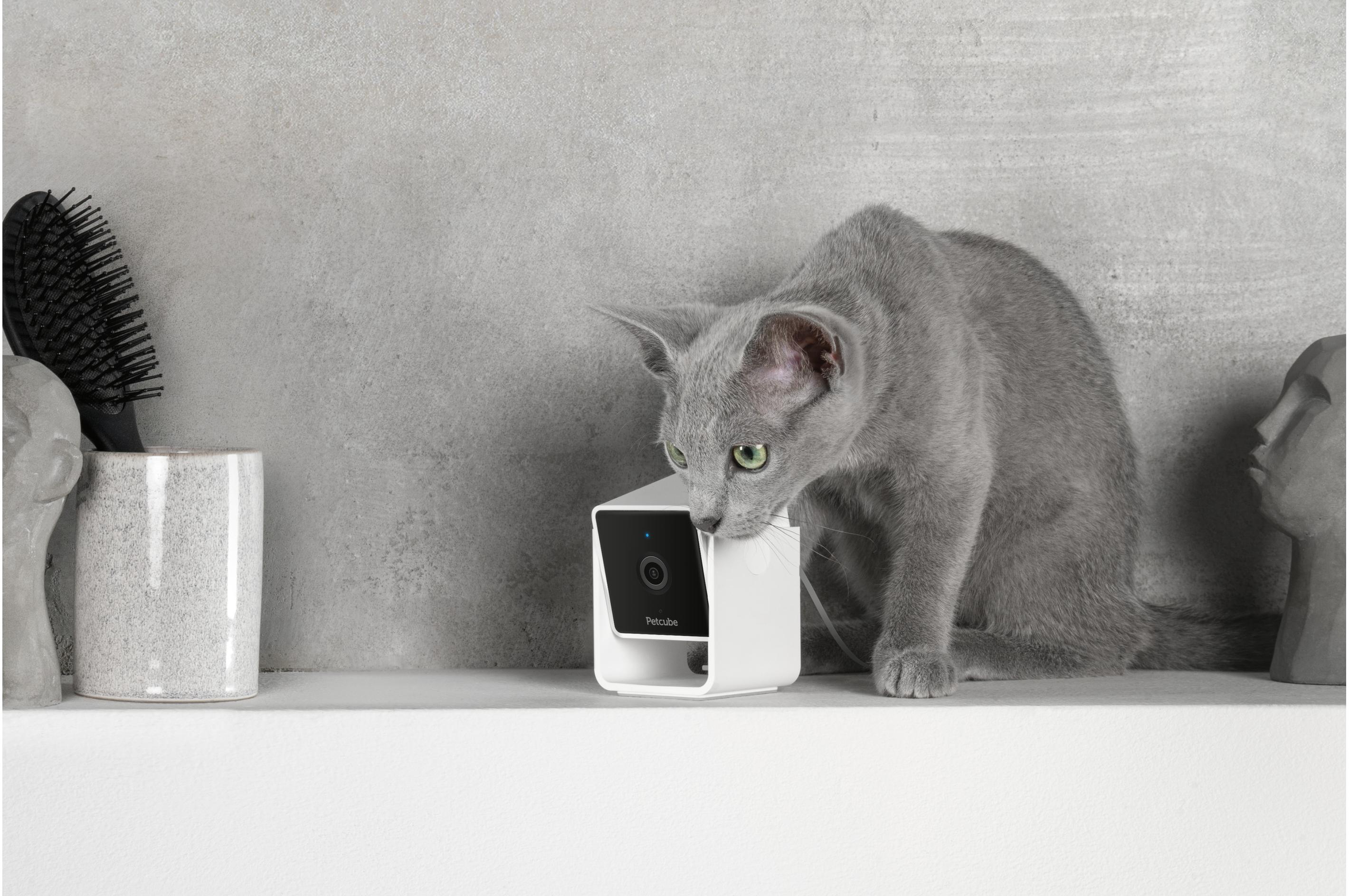Un gatto grigio guarda una telecamera Petcube bianca. Una spazzola e un vaso sono anche sullo scaffale. Sfondo grigio.