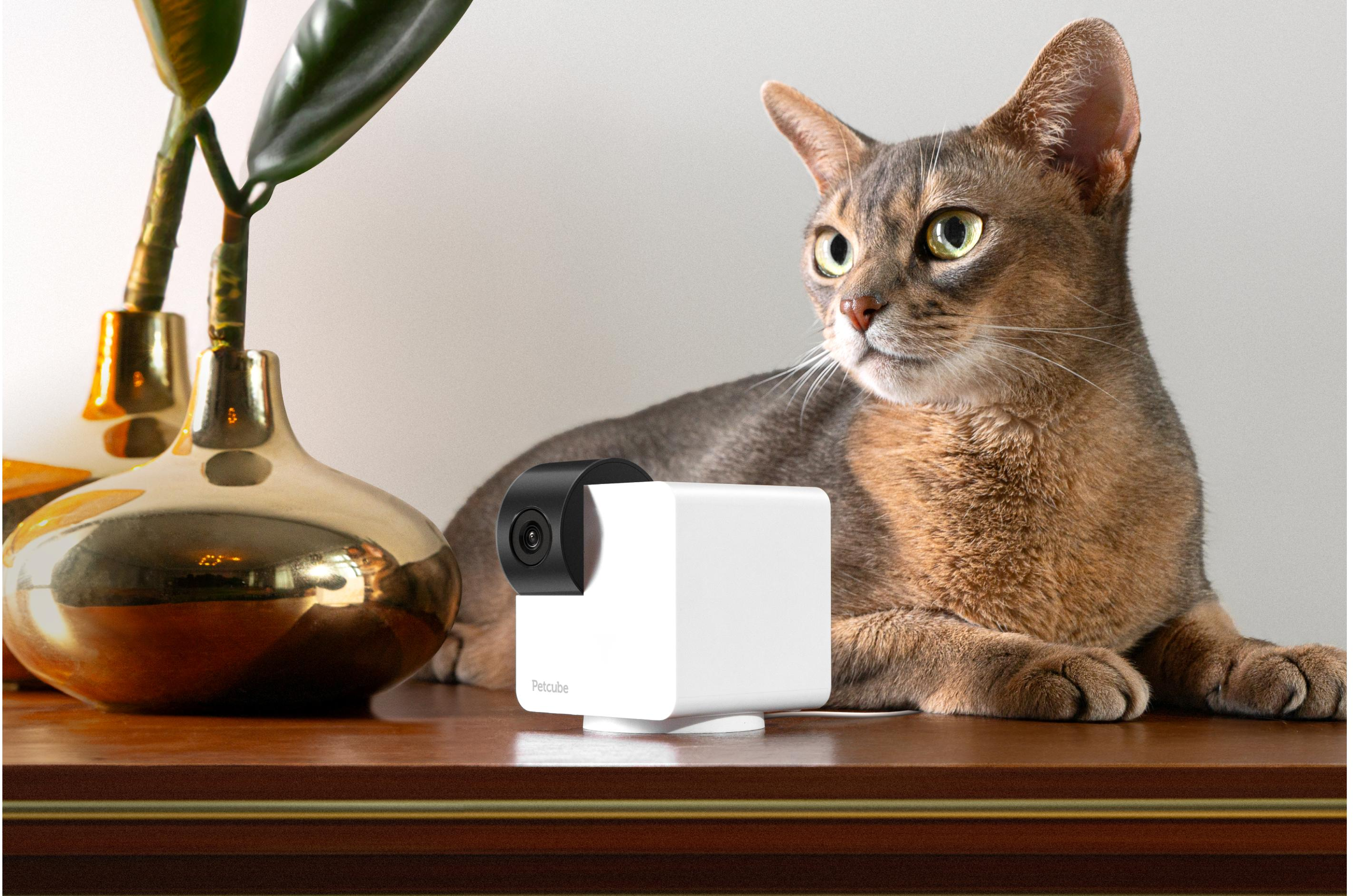 Un gatto è sdraiato su un tavolo vicino a una telecamera Petcube e vasi dorati con piante verdi.