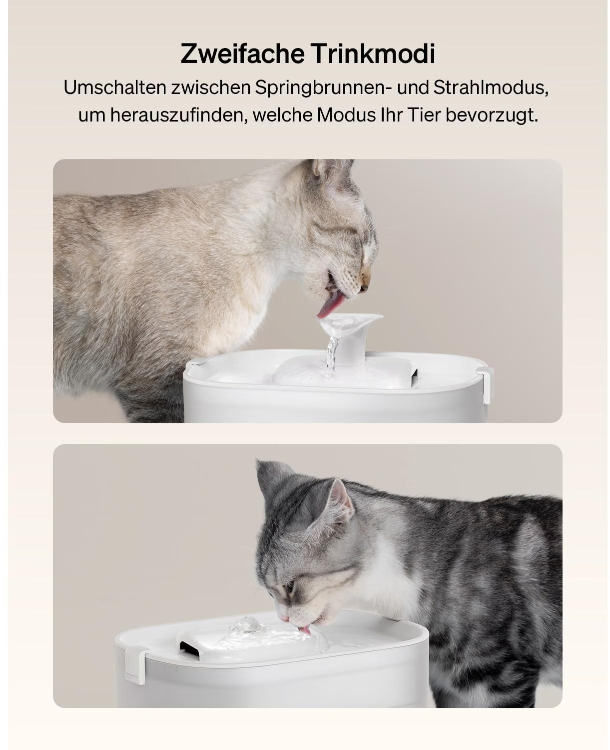Due gatti bevono da una fontana bianca. Uno ha il pelo grigio e l'altro marrone chiaro. L'acqua scorre.