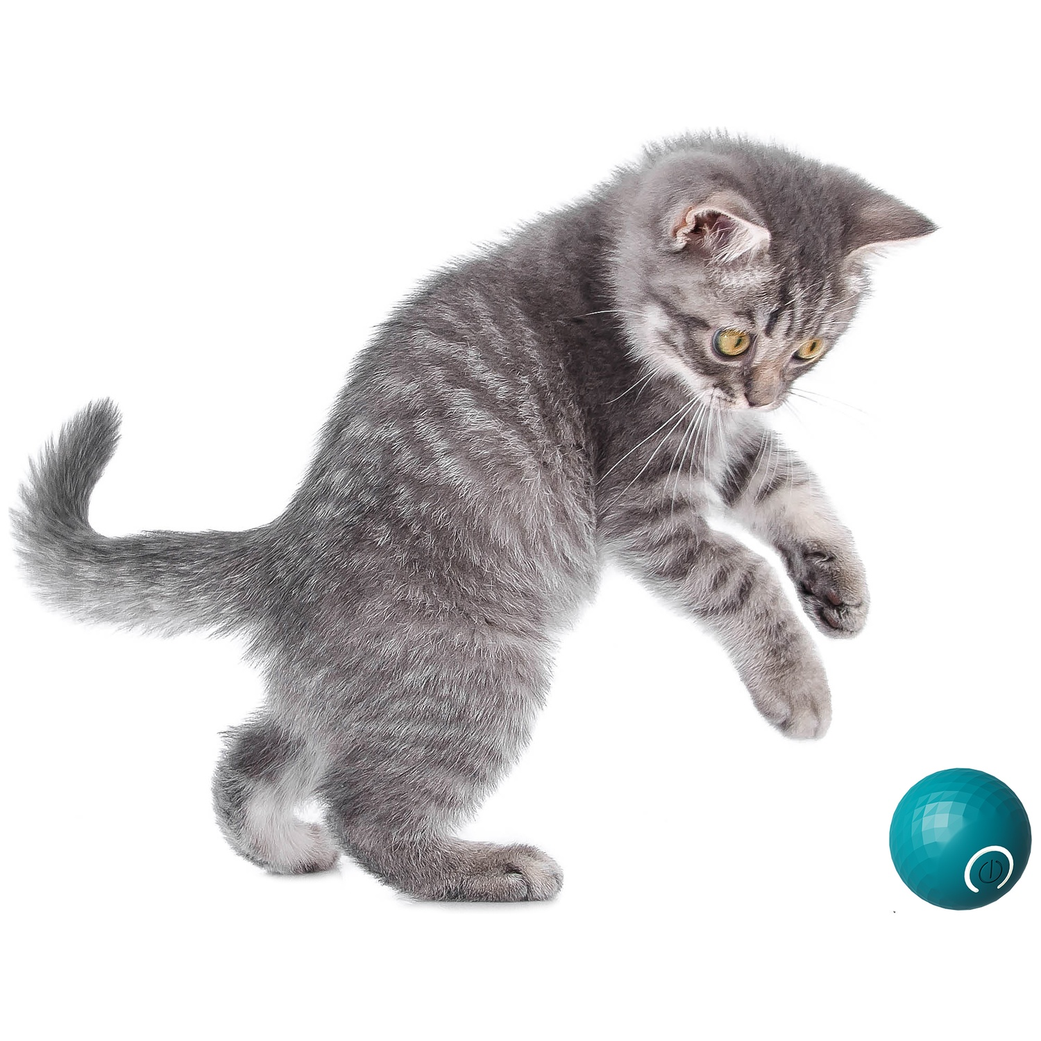 A gray kitten jumps towards a turquoise ball. The kitten is in mid-air, looking down. The background is plain white.
