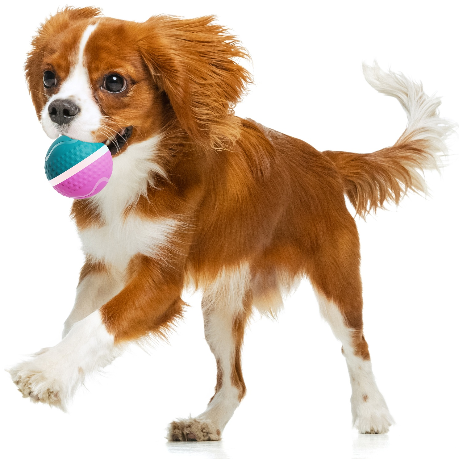 A Cavalier King Charles Spaniel dog with brown and white fur, holding a teal and pink ball in its mouth, on white background.