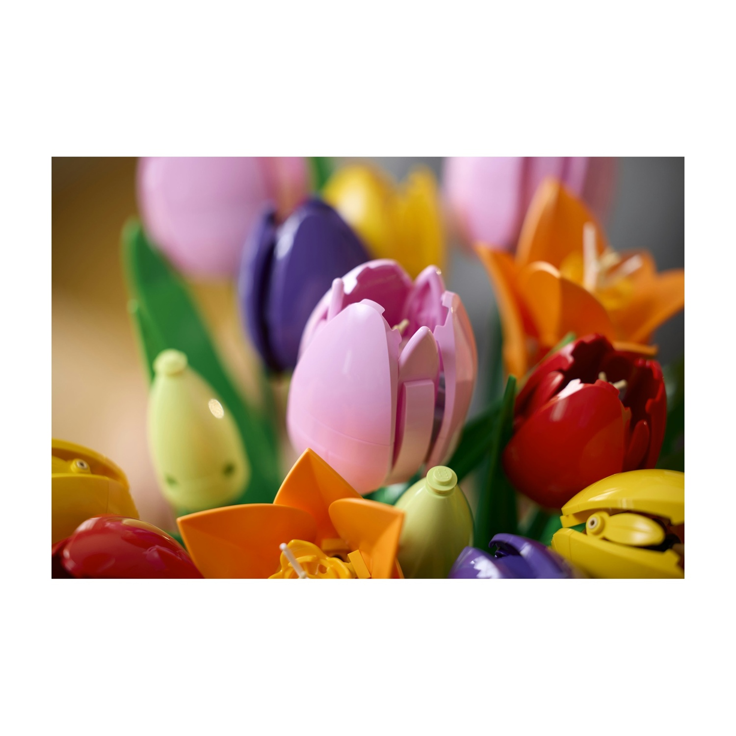 Primo piano di fiori di tulipano colorati. Tulipani rosa, arancioni, rossi e gialli sono visibili, con foglie verdi, su uno sfondo sfocato.