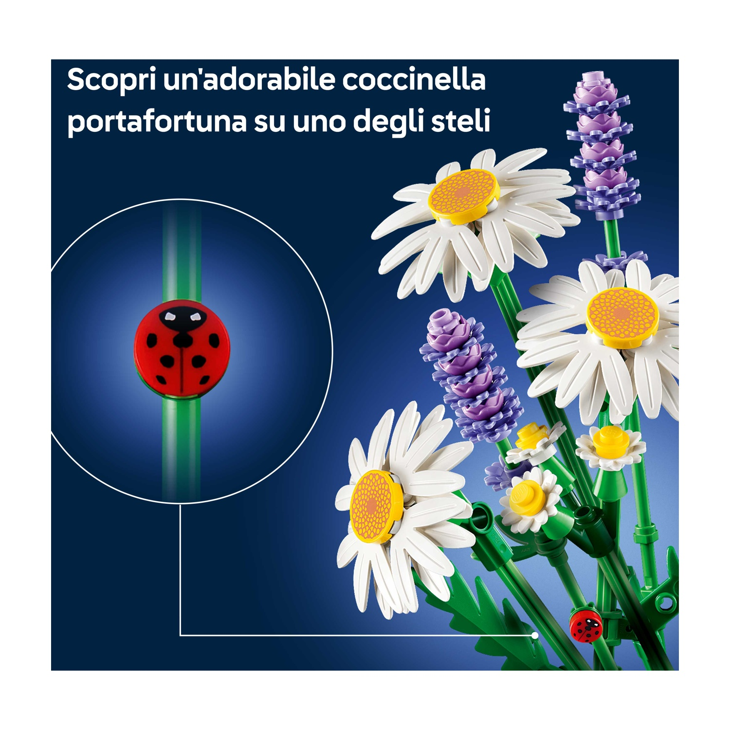 L'immagine presenta una coccinella, margherite e lavanda su sfondo blu scuro. La scena è un'illustrazione stilizzata.