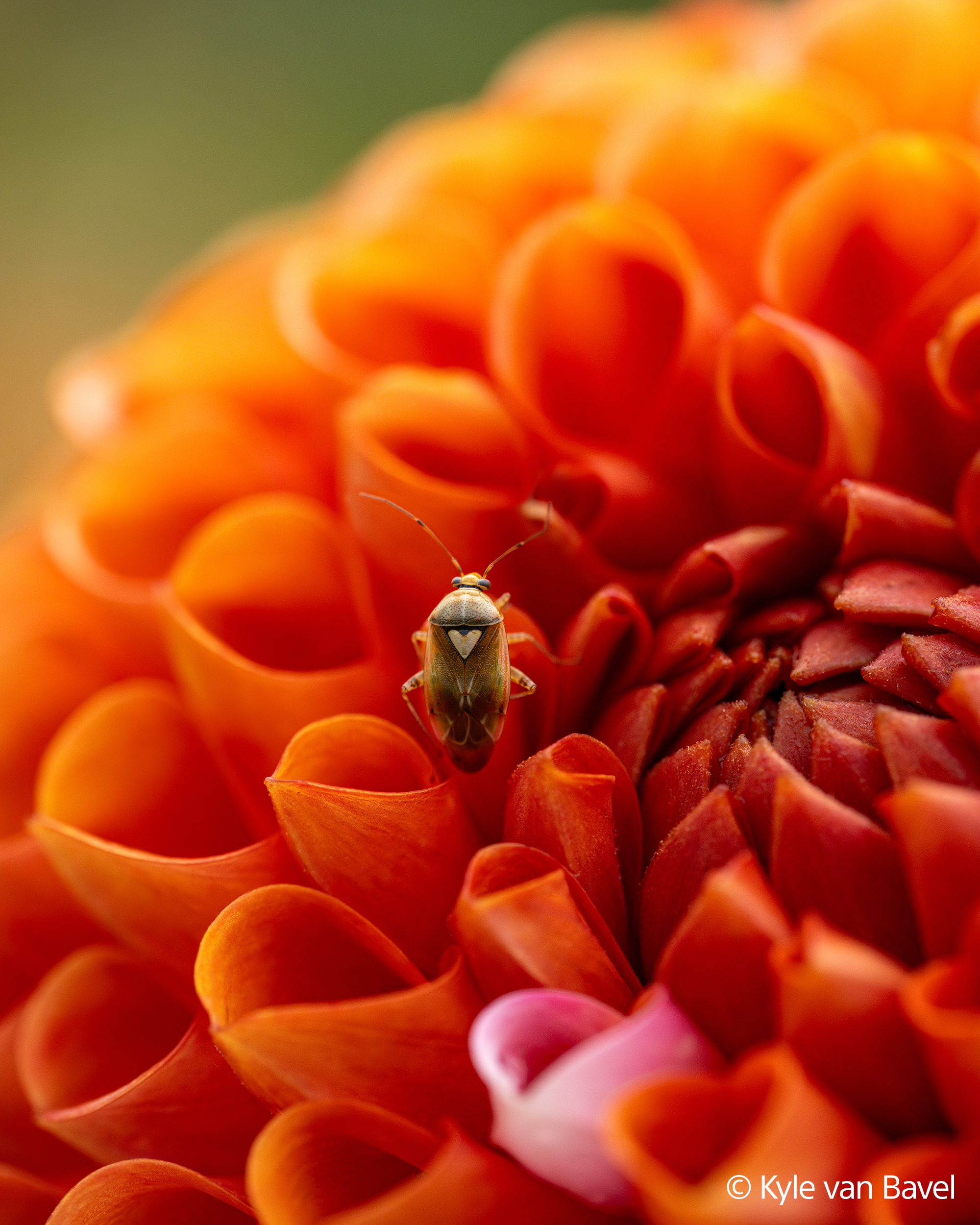 Nahaufnahme einer Wanze auf einer orangefarbenen Blume. Die Wanze ist hellbraun mit herzförmiger Markierung.