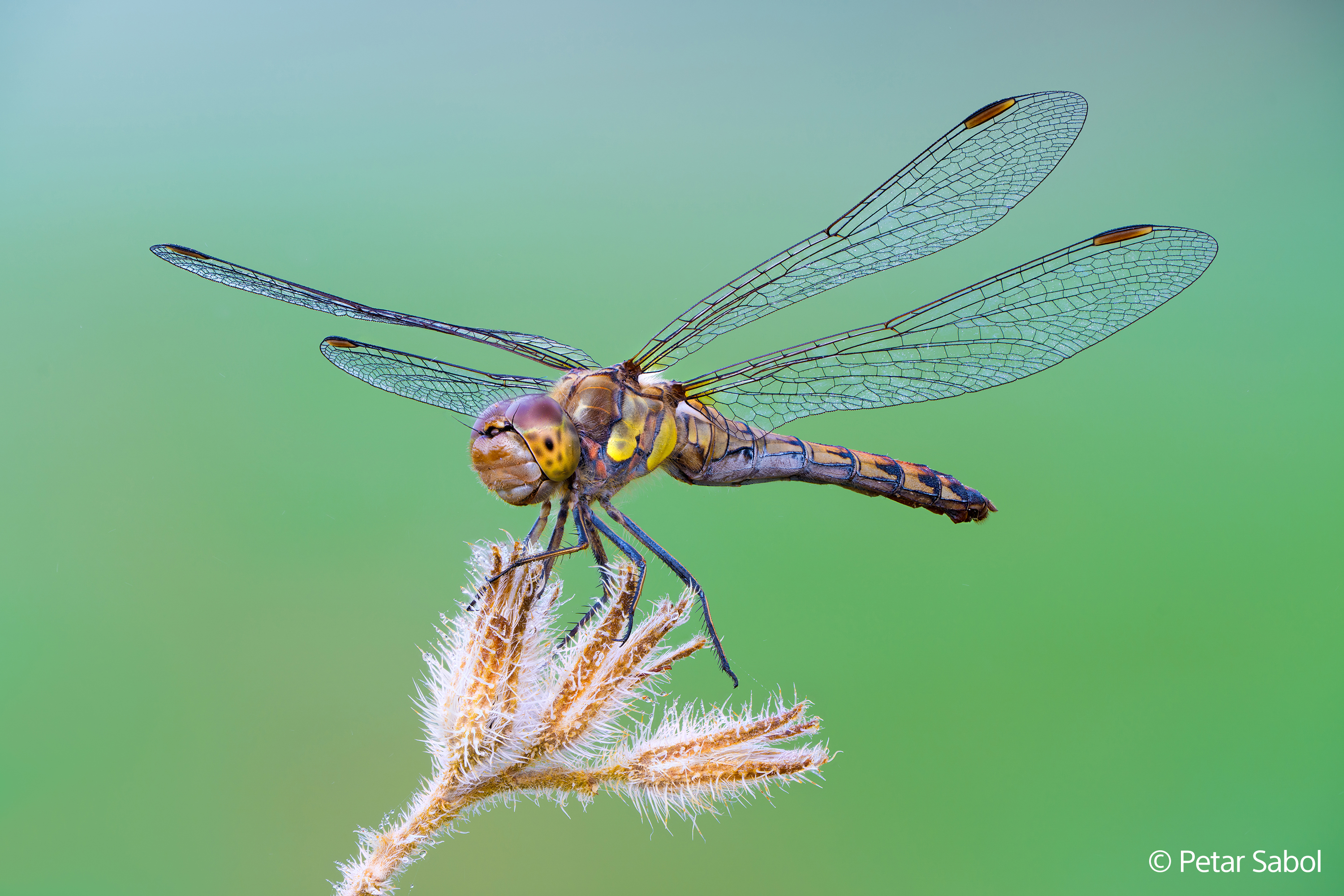 Eine Libelle mit transparenten Flügeln ruht auf einem pelzigen Pflanzenstiel vor grünem Hintergrund.