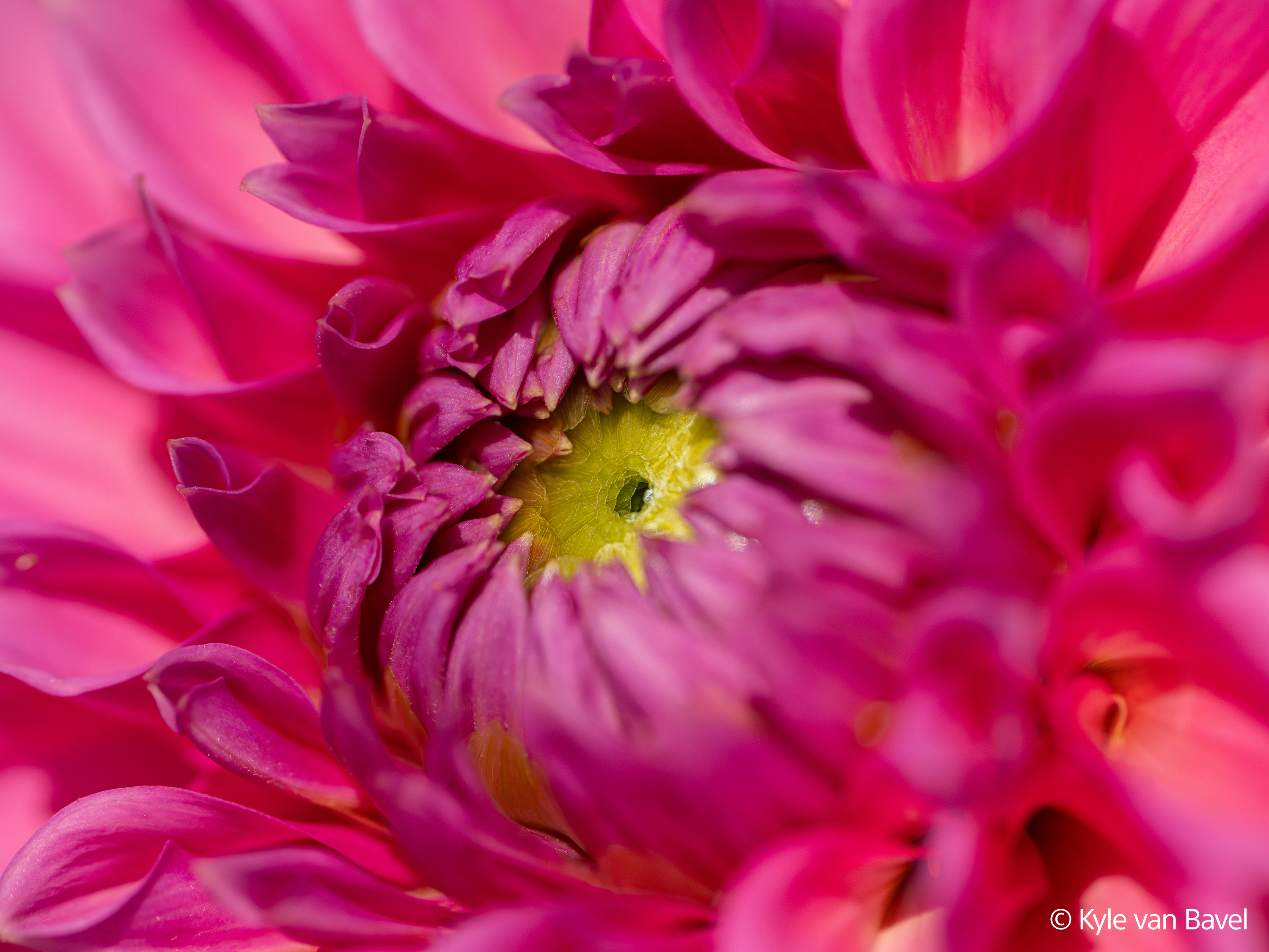 Nahaufnahme einer rosa Dahlie mit gelbem Zentrum. Die Blütenblätter sind in verschiedenen Rosa- und Rottönen gehalten.