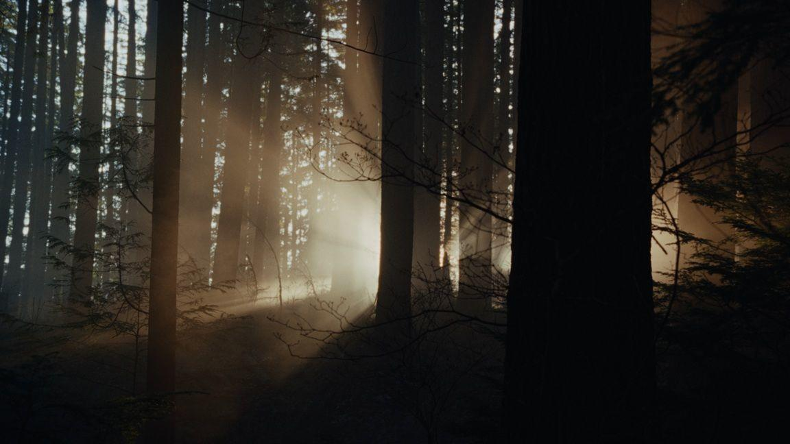 Sonnenlicht scheint durch einen dichten Wald aus hohen Bäumen. Die Szene ist dunkel, mit Licht, das durch die Stämme bricht.