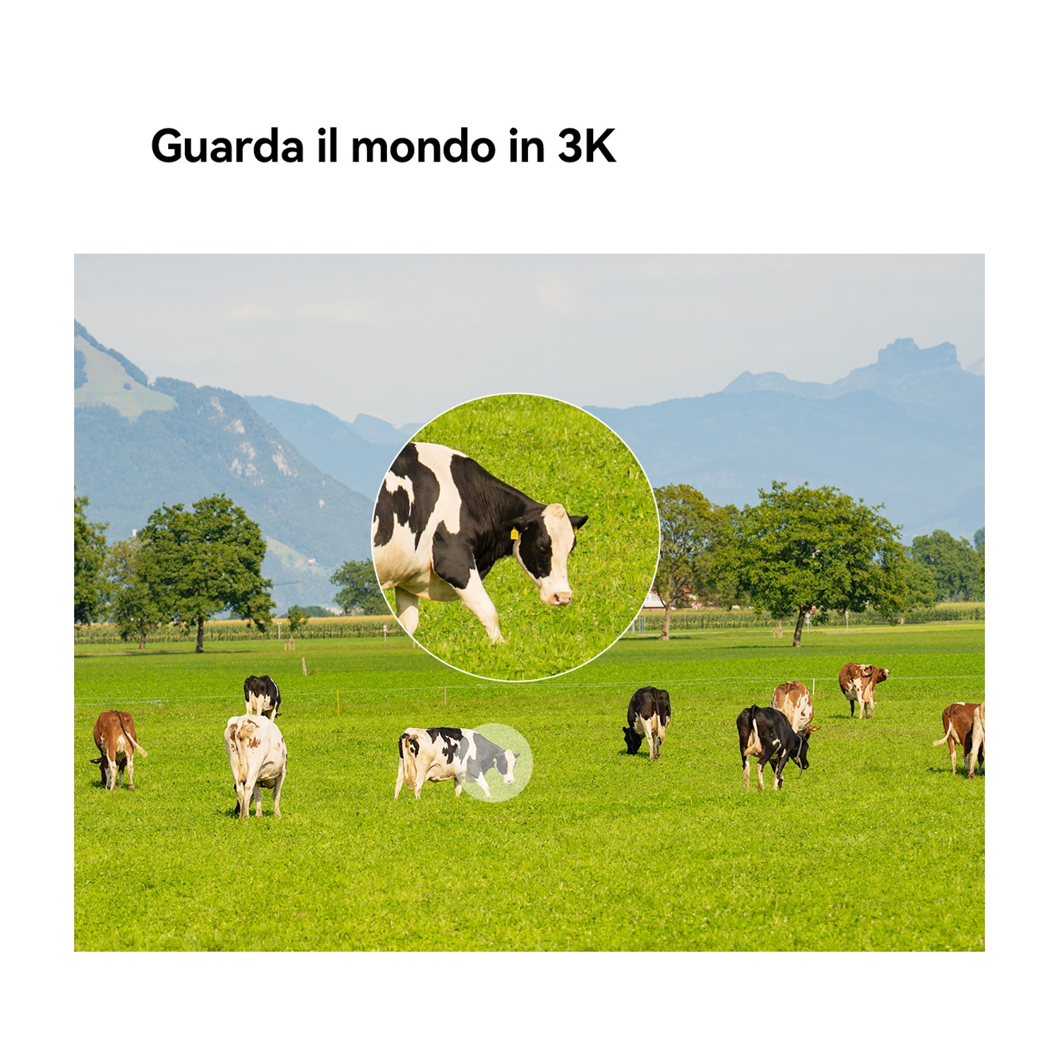Mucche al pascolo su un prato verde con montagne sullo sfondo. Una mucca è evidenziata in un cerchio.